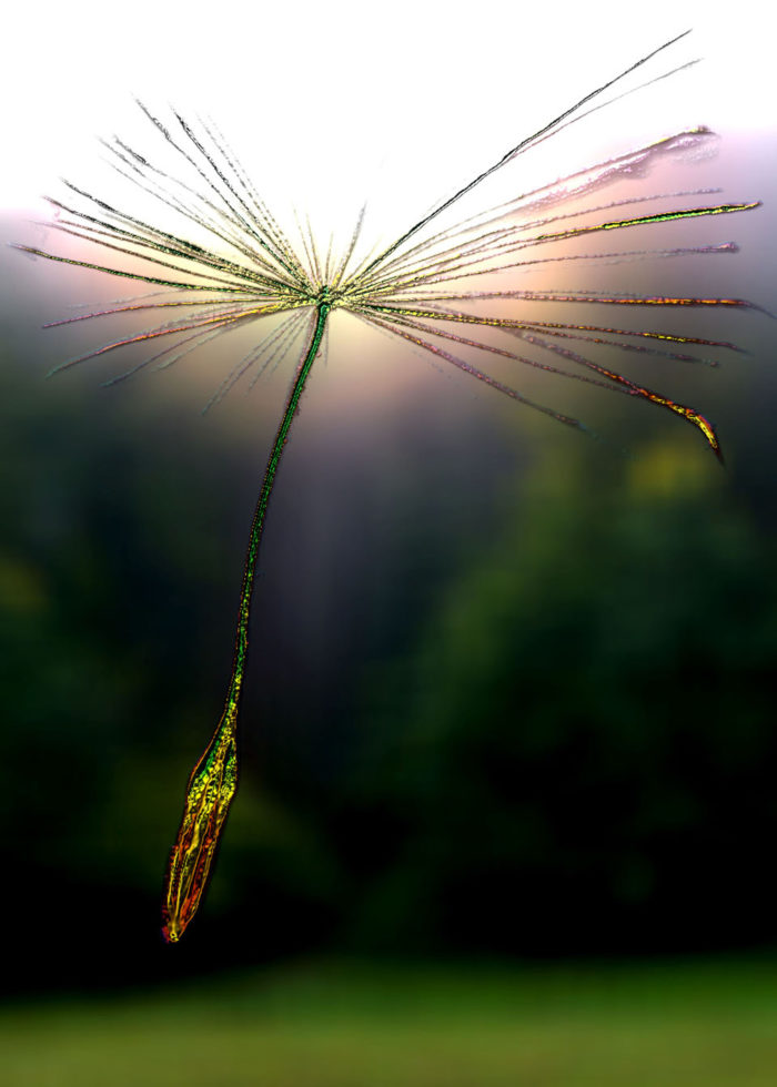 Digital flowers and juwellery